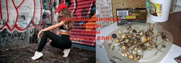 шишки Беломорск